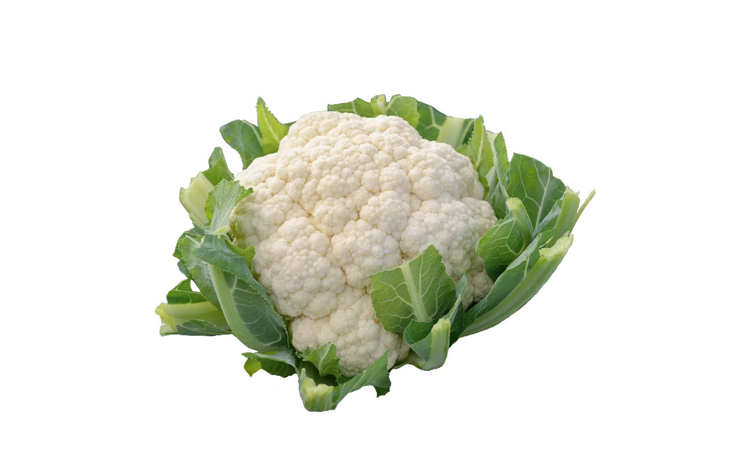 زهرة كويتية Kuwaiti cauliflower
