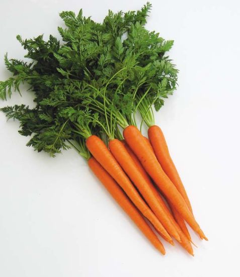 جزر كويتي Kuwaiti carrot